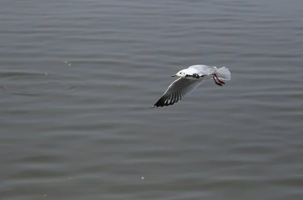 Seagull flying — Stock Photo, Image