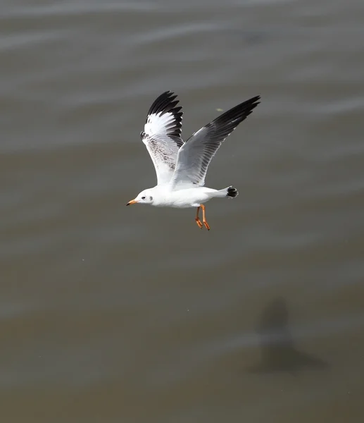 Möwenflug — Stockfoto