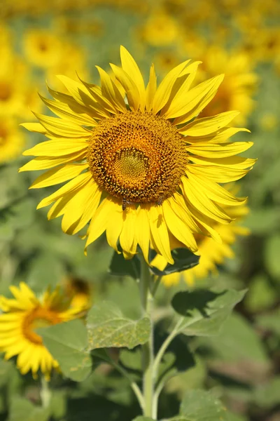 Słonecznik w dziedzinie — Zdjęcie stockowe