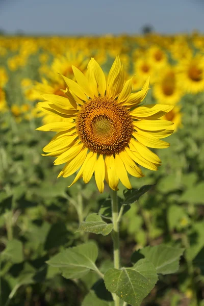 Girasole in campo — Foto Stock