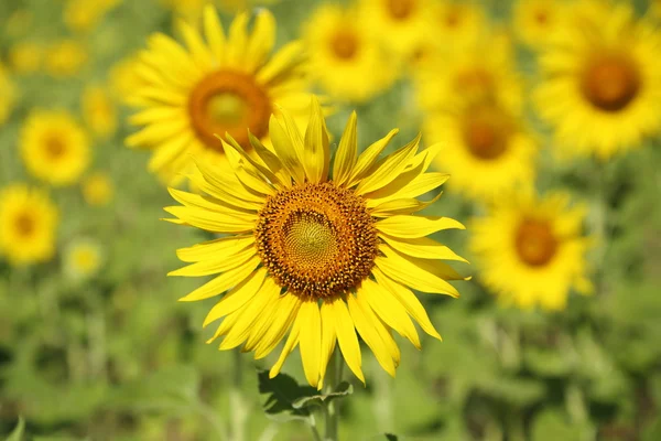 Solros i fältet — Stockfoto