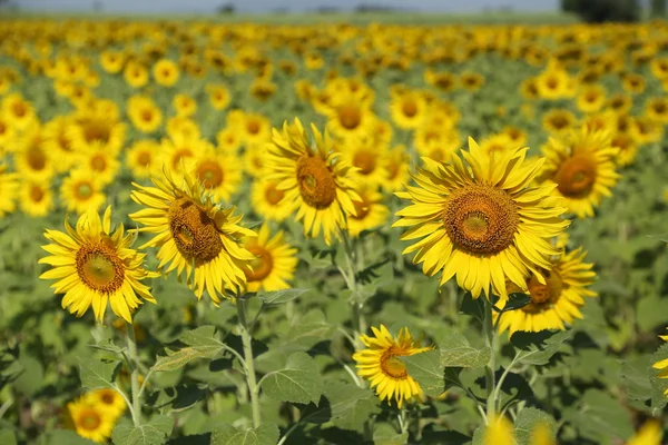 Girasole in campo — Foto Stock