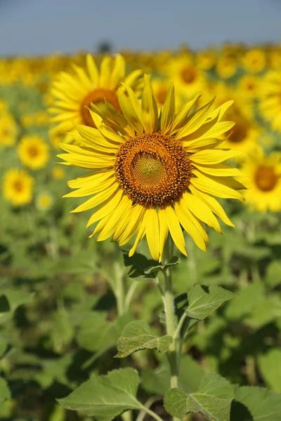 Girasole in campo — Foto Stock