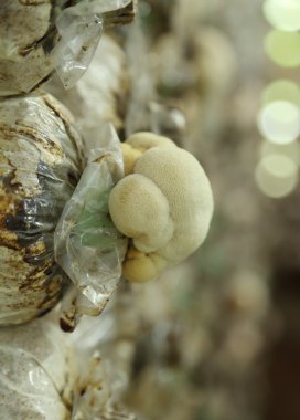 Maymun kafa mantar bir grupta büyüyen (Yamabushitake mantar)