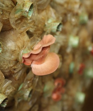 Spawn torbalar üzerindeki pembe istiridye mantar (kavak djamor)