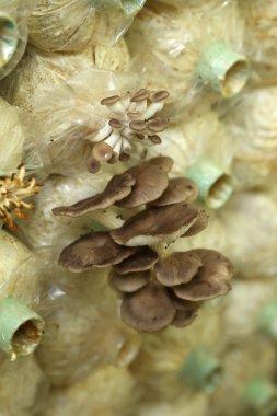 Bir grupta büyüyen Sarjor caju mantar