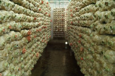 Spawn torbalar üzerindeki pembe istiridye mantar (kavak djamor)