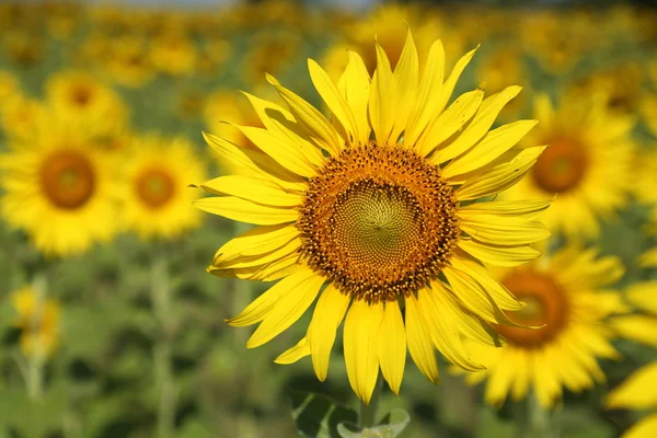 Girasole in campo — Foto Stock