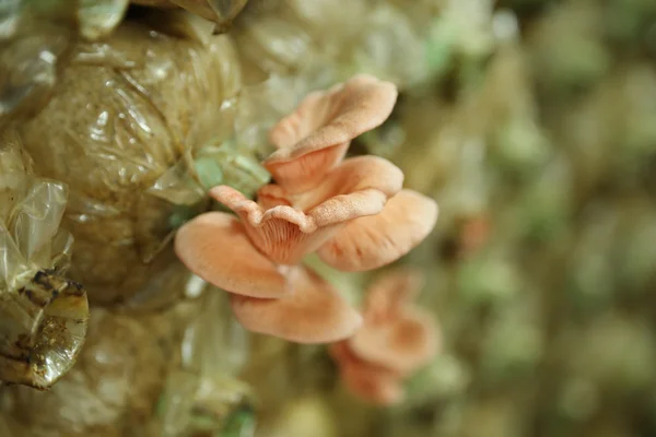 Розовый устричный гриб (Felurotus djamor) на пакетах — стоковое фото