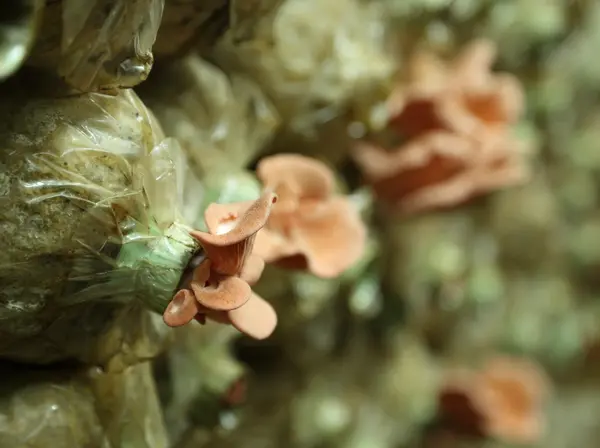 Champignon huître rose (Pleurotus djamor) sur les sacs de frai — Photo