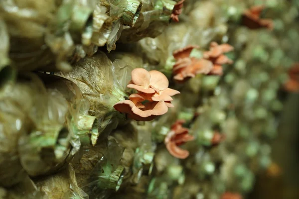 Pink oyster mushroom (Pleurotus djamor) on spawn bags — Stock Photo, Image