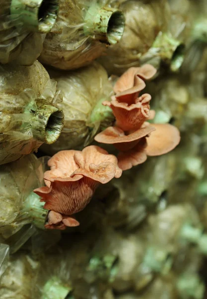 Pink oyster mushroom (Pleurotus djamor) on spawn bags — Stock Photo, Image