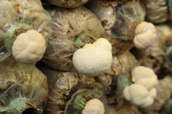 Małpa głowa grzyb (grzyby Yamabushitake) rośnie w farmie — Zdjęcie stockowe