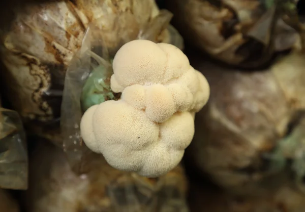 Гриб с обезьяньей головой (гриб Ямабушитаке), растущий на ферме — стоковое фото