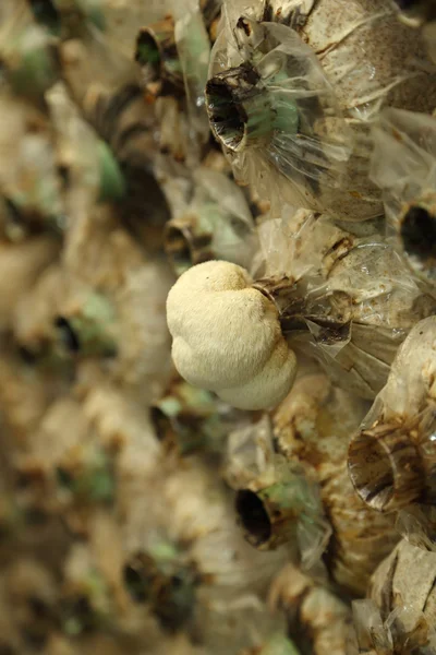 猴子头蘑菇 (Yamabushitake 蘑菇) 生长在一个农场 — 图库照片