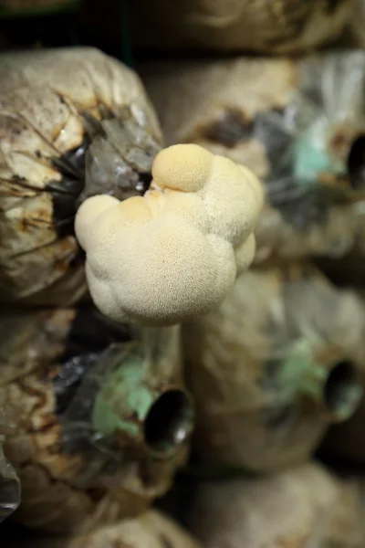 Abe hoved svamp (Yamabushitake svamp) vokser i en gård - Stock-foto