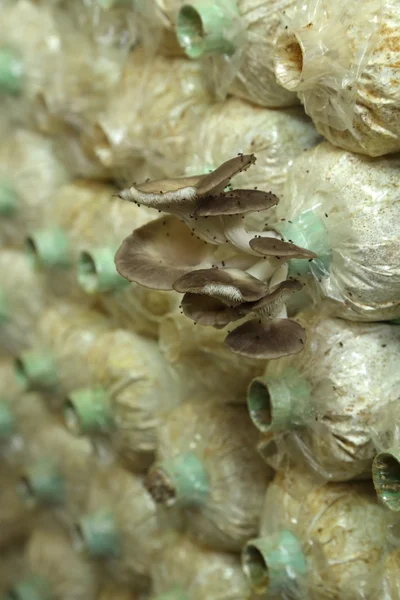Sarjor-caju paddenstoel groeit in een farm — Stockfoto