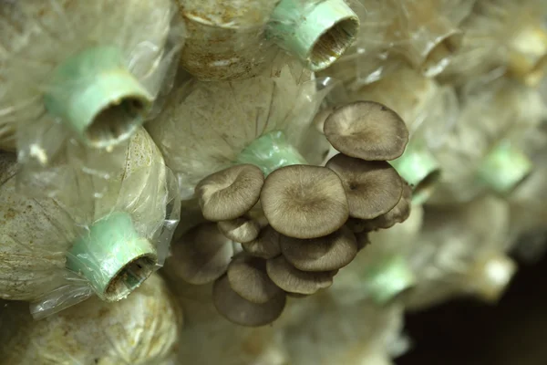 Sarjor-caju Champignon cultivé dans une ferme — Photo