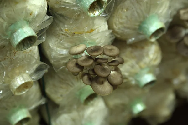 Sarjor-caju Champignon cultivé dans une ferme — Photo