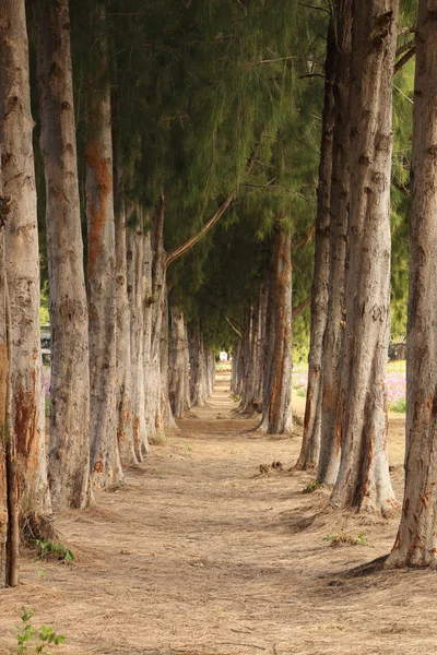 Çam ağaçları arasında çakıl yol — Stok fotoğraf