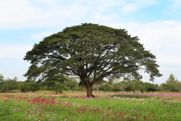 De grote regen boom — Stockfoto