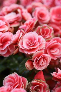 Begonia çiçek