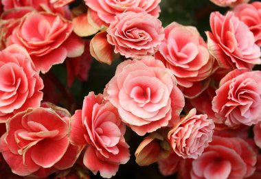 Begonia çiçek