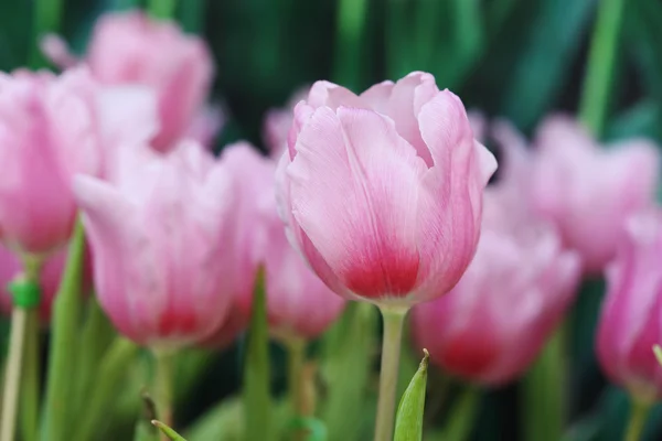 Beautiful pink tulip — Stock Photo, Image