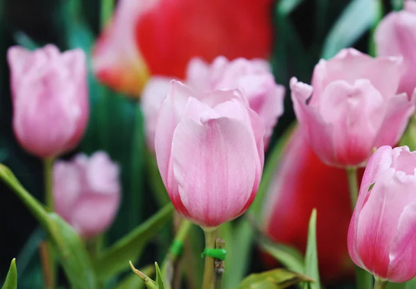 Beautiful pink tulip — Stock Photo, Image