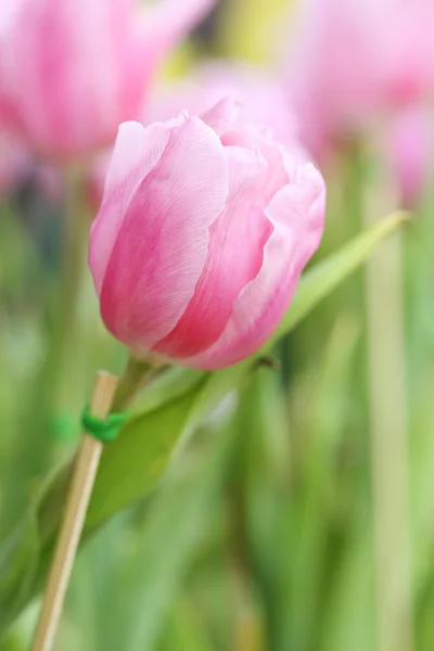 Beautiful pink tulip — Stock Photo, Image