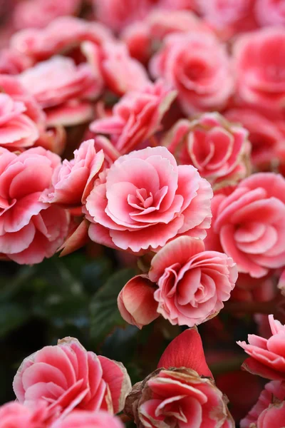 Begonia flower — Stock Photo, Image