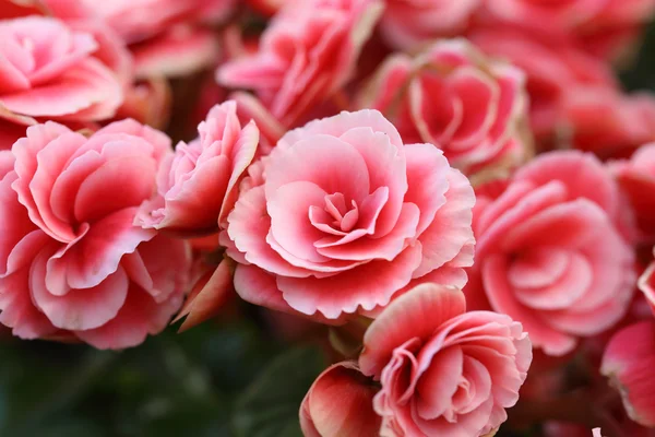 Flor de begónia — Fotografia de Stock