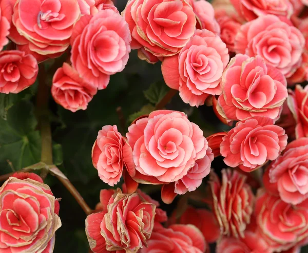 Begonia flower — Stock Photo, Image