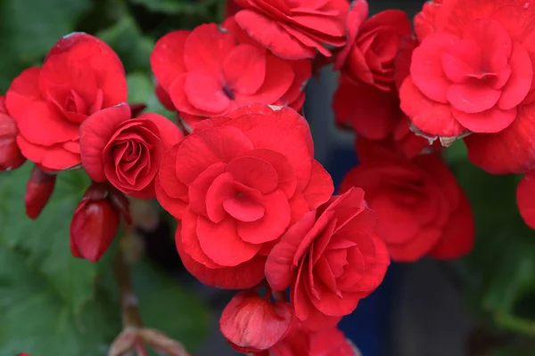 Begonia flower — Stock Photo, Image