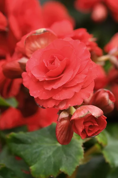 Begonia flower — Stock Photo, Image