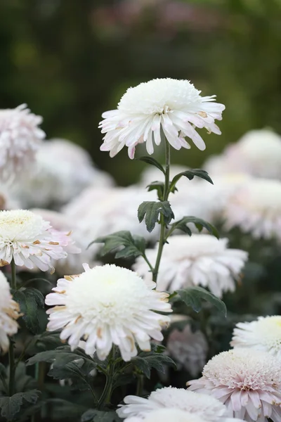 정원에서 아름 다운 국화 꽃 — 스톡 사진