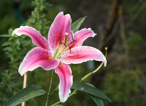 Flor de lirio con pétalos blanco-rosados — Foto de Stock
