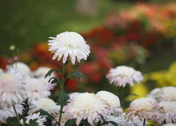 Beautiful chrysanthemums flowers in the garden — Stock Photo, Image