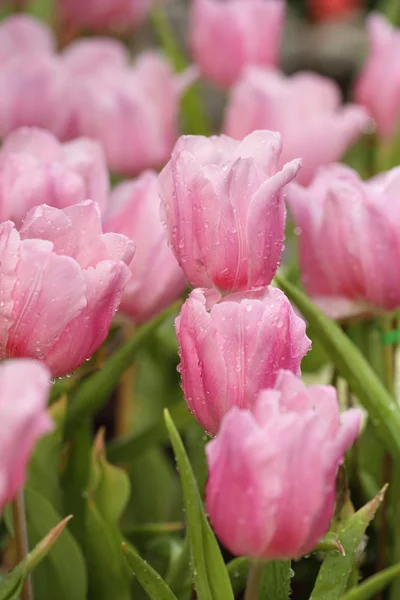 Krásná růžová Tulipán — Stock fotografie