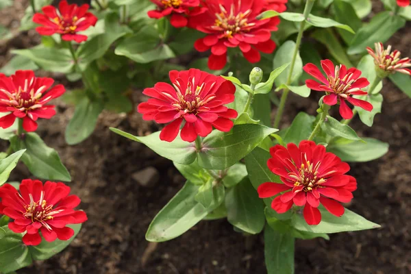 Zinnia vermelho flor — Fotografia de Stock