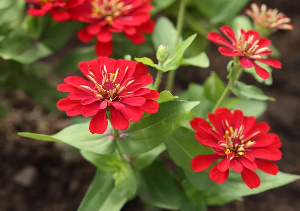 Zinnia vermelho flor — Fotografia de Stock