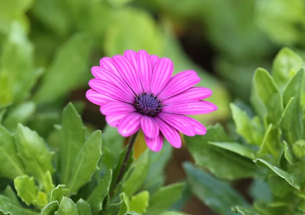 Bunga Osteospermum Stok Foto Bunga Osteospermum Gambar Bebas Royalti Depositphotos