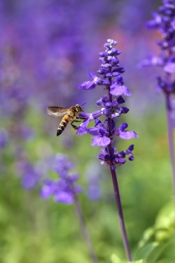 Arılı lavanta çiçeği
