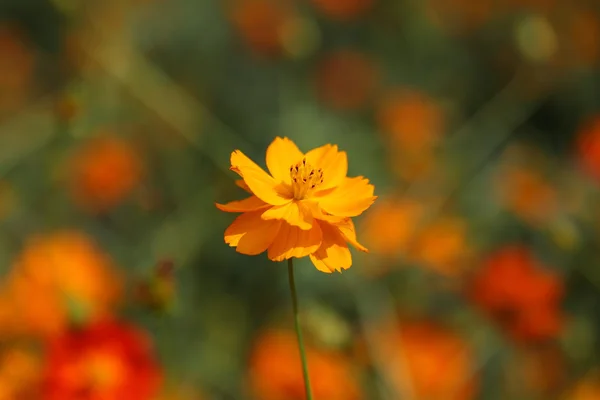 Schöne orangefarbene Kosmosblume — Stockfoto