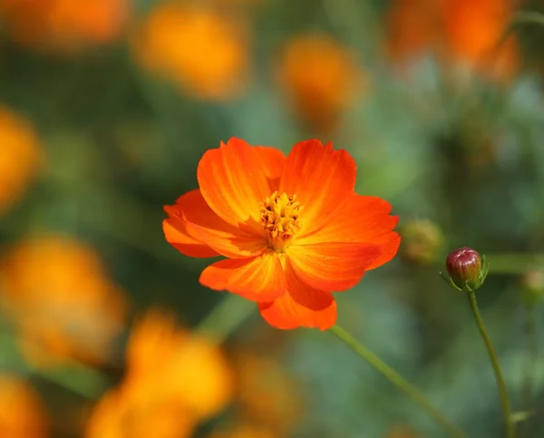 Krásné cosmos orange flower — Stock fotografie