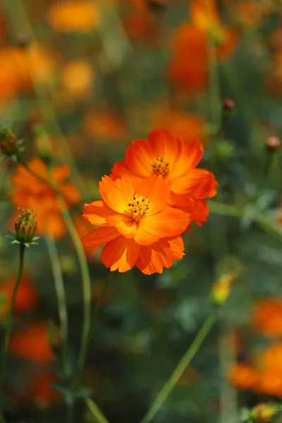 Bela flor de cosmos laranja — Fotografia de Stock