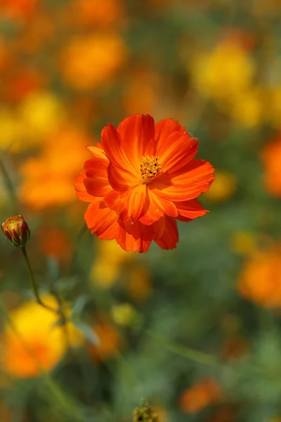 Hermosa flor cosmos naranja — Foto de Stock