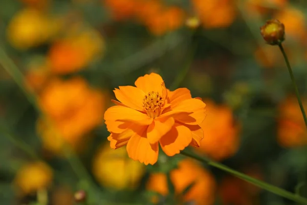 Vackra orange kosmos blomma — Stockfoto