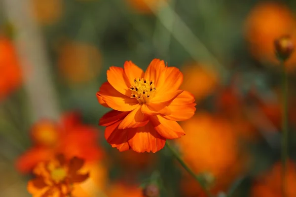 Hermosa flor cosmos naranja — Foto de Stock