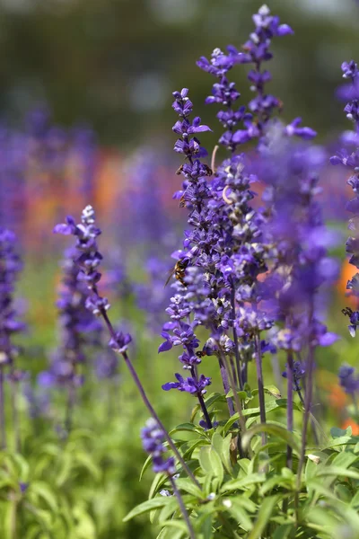 Квітка лаванди з бджолою — стокове фото